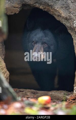 Osnabruck Zoo, Germania. 28 gennaio 2020, Bassa Sassonia, Osnabrück: L'orso nero 'Miele' osa dare un'occhiata al recinto nero dell'orso nel mondo animale nordamericano 'Manitoba' allo Zoo di Osnabrück. L'animale proviene originariamente da Malta, dove è stato salvato dalle cattive condizioni di allevamento. Foto: Friso Gentsch/dpa credito: DPA Picture Alliance/Alamy Live News Foto Stock