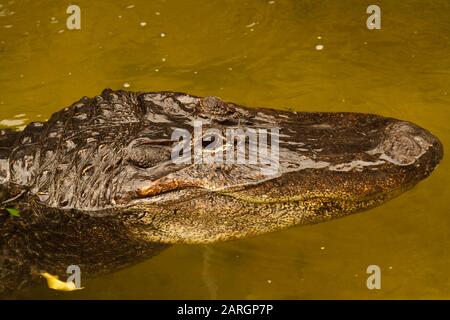 Allineatore americano nome latino Alligator missisippiensis Foto Stock