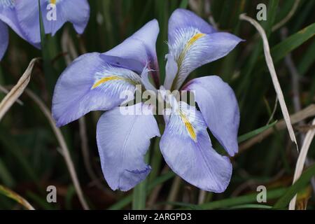 Inverno fioritura Iris unguicularis Foto Stock