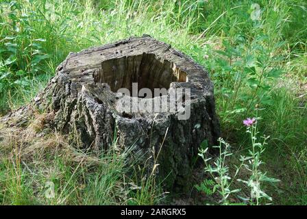 vecchio ceppo di albero morto con un buco nella foresta Foto Stock
