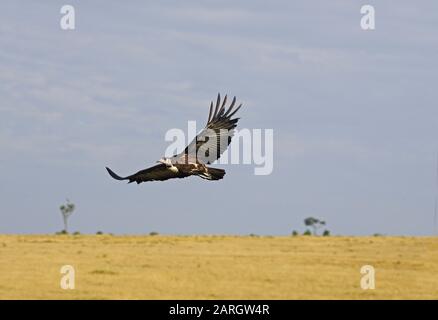 Hooded Vulture, necrosyrtes monachus, adulti in volo, il Masai Mara Park in Kenya Foto Stock