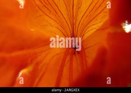 Primo piano della parte interna di un fiore arancione Foto Stock