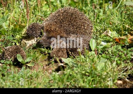 Unione Riccio, Erinaceus europaeus, femmina con neonati, Normandia Foto Stock