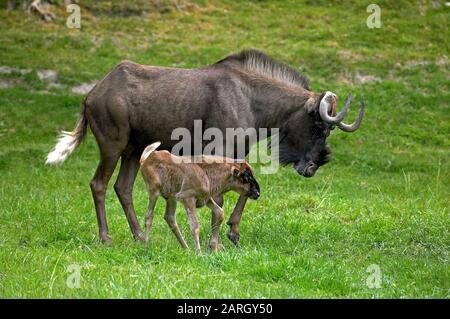 Black Hotel, Connochaetes gnou, femmina con vitello in piedi su Grass Foto Stock
