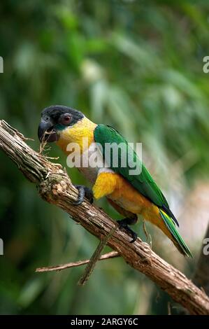 Pappagallo Con Testa nera, spioniti melanocephala, adulto in piedi su Branch Foto Stock