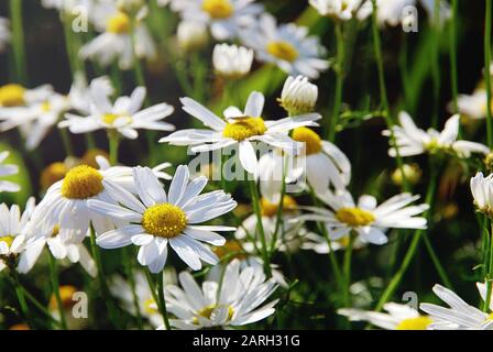 Fiori di camomilla selvatici nella giornata di sole, fuoco selettivo Foto Stock