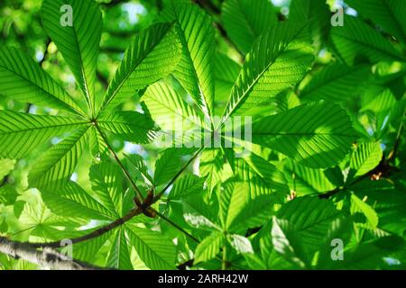Foglie di castagno verde brillante in primavera Foto Stock