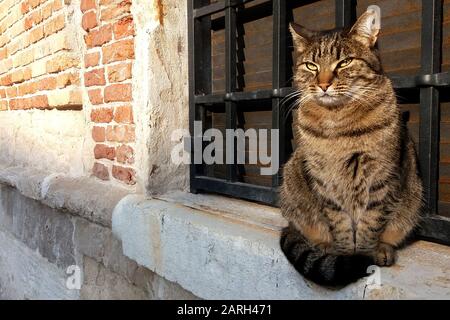 tabby gatto di strada seduto su davanzale della finestra di pietra all'aperto Foto Stock
