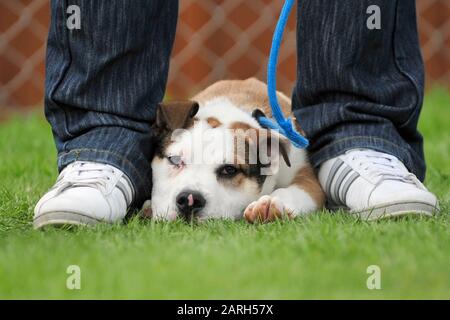 cane annoiato che riposa con il proprietario al parco Foto Stock