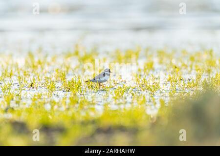 Ringed Plover Foto Stock