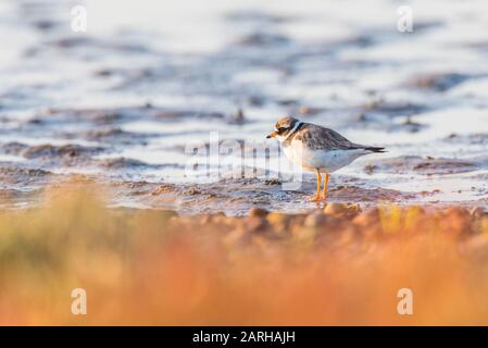 Ringed Plover Foto Stock