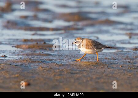 Ringed Plover Foto Stock