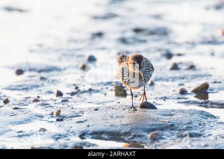 Dunlin, Caldris Alpina su fango appartamenti Foto Stock