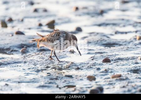 Dunlin, Caldris Alpina su fango appartamenti Foto Stock