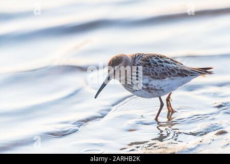 Dunlin, Caldris Alpina su fango appartamenti Foto Stock