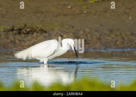 Alimentazione piccola egret Foto Stock