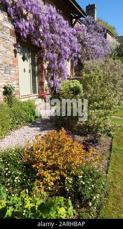 West Country Garden, Wisteria In Crescita Contro Il Muro Di Pietra Foto Stock