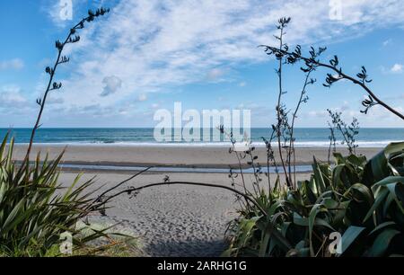 Vista sulla spiaggia di Oakura e sul mare di Tasman, incorniciata dai fiori e dalle foglie delle piante di lino neozelandesi Foto Stock