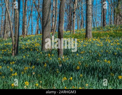 Un campo di narcisi di diverse varietà fiorendo sulla collina nella foresta in una luminosa giornata di sole in primavera Foto Stock