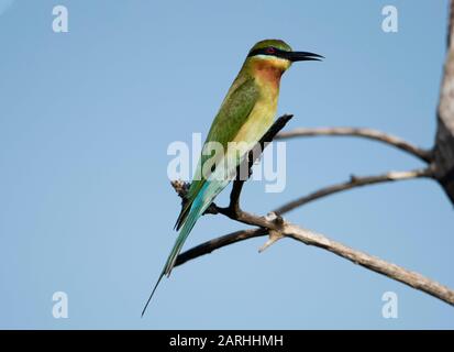 Ape-eater dalla coda blu (Merops philippinus) appollaiato, mangiando insetto/ape, Sri Lanka Foto Stock