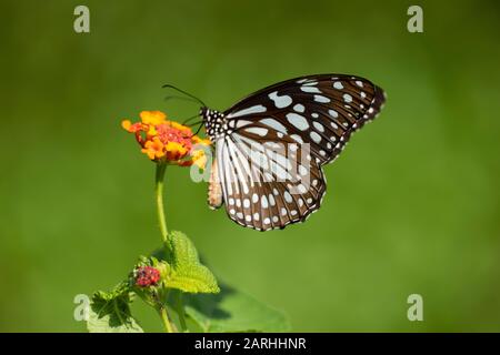 Blue Tiger Butterfly, Tirumala limniace, nutrimento su fiori, Sri Lanka, danaid gruppo della famiglia delle farfalle spazzolate Foto Stock