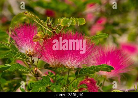 Rosa Mimosa fiore cresce nel deserto Foto Stock