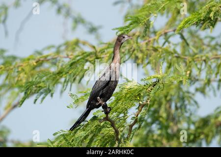 Piccolo Cormorant, Microcarbo niger, arroccato nell'albero, Parco Nazionale di Yala, Sri Lanka Foto Stock