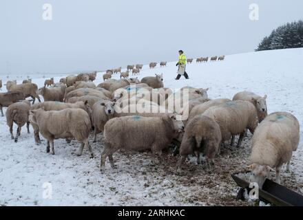 28/01/2020. Meteo: Euan Orr alimenta il suo gregge di Texel Lleyn Cross Gimmers a Lawhead Farm, South Lanarkshire, Regno Unito. Foto Stock