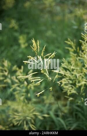 Bromus inermis erba in fiore Foto Stock