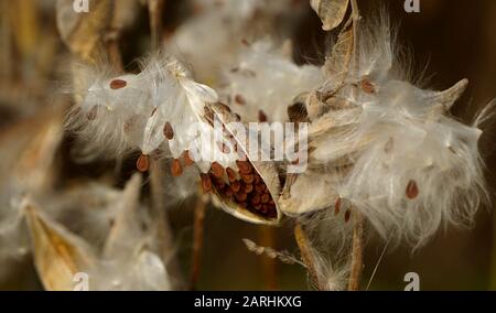 Milkweed Comune - Asclepias Syriaca Foto Stock