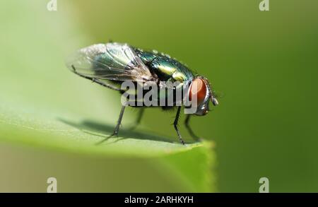 Lucilia sericata - blowfly verde europeo Foto Stock