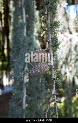 Cedrus atlantica glauca pendula albero Foto Stock