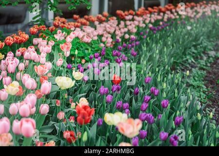 Fiori colorati letti nel parco giardino. Paesaggio primaverile Foto Stock