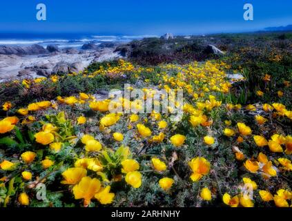 California papaveri e oceano su 17 Mile Drive. Pebble Beach in California Foto Stock