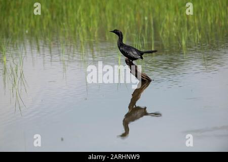 Little Cormorant, Microcarbo niger, arroccato su acqua di accesso, Parco Nazionale Wilpattu, Sri Lanka Foto Stock