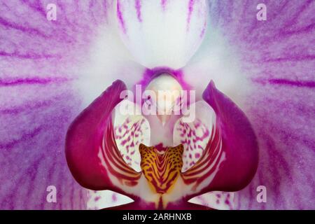Macro fotografia di un orchidea con una forma che assomiglia ad un uccello Foto Stock