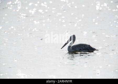 Grande Pelican bianco, Pelecanus onocromalo, nuoto in acqua, Parco Nazionale Yala, Sri Lanka Foto Stock