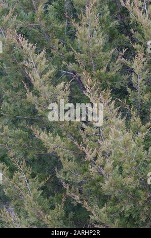 Cedro rosso orientale, Juniperus virginiana Foto Stock