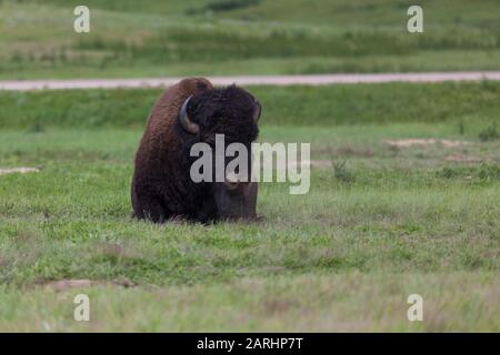 Un toro di bisonte si trova in una zona sporca tra erba ed erbacce della prateria del South Dakota nel Custer state Park. Foto Stock