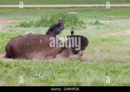 Un toro bisonte rotola in una zona di sporcizia mentre si gode il sole del pomeriggio nel Custer state Park, South Dakota. Foto Stock