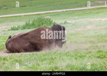 Un toro bisonte rotola in una zona di sporcizia mentre si gode il sole del pomeriggio nel Custer state Park, South Dakota. Foto Stock