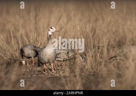 bar testa oca fine immagine d'arte al parco nazionale keoladeo o santuario degli uccelli, bharatpur, rajasthan, india - anser indicus Foto Stock