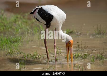Stork dipinto, Mycteria leucocefala, Parco Nazionale di Wilpattu, Sri Lanka, pesca al bordo delle acque Foto Stock