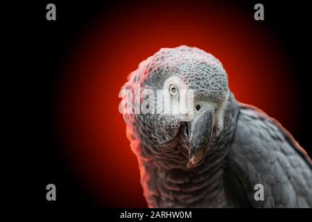 pappagallo grigio su sfondo rosso-nero Foto Stock