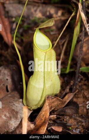 Pitching Plant, Nepenthes Distillatoria, Sinharaja World Heritage Site, Sri Lanka, Endemico, Vulnerabile Iucn Red Data List Foto Stock