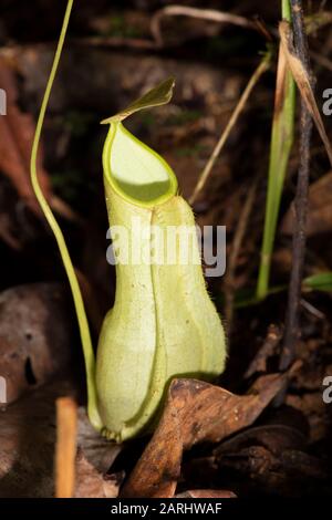 Pitching Plant, Nepenthes Distillatoria, Sinharaja World Heritage Site, Sri Lanka, Endemico, Vulnerabile Iucn Red Data List Foto Stock