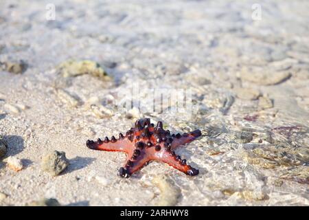 Starbfish sulla spiaggia, closeup. Starbfish sulla sabbia con sfondo d'acqua turchese Foto Stock