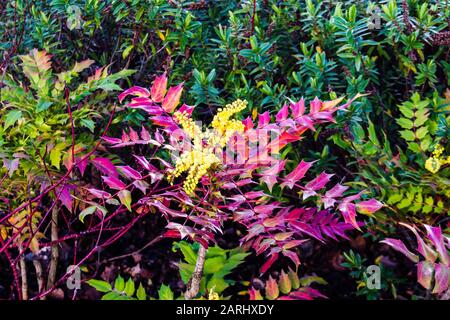 Uno spruzzo di fiori gialli luminosi contro foglie rosse di una varietà Mahonia Japonica Bealei Foto Stock