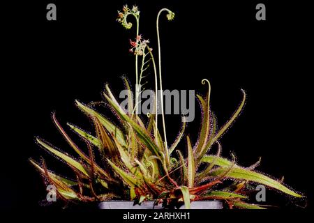 Drosera adelae, conosciuta anche come Lance-Leaf Sundew Foto Stock