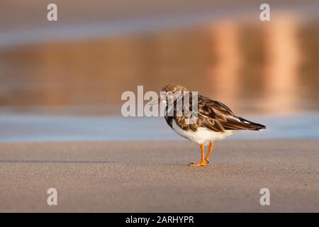 La ruddy turnstone (Arenaria interpres) è un uccello della famiglia dei Marocini, appartenente alla famiglia dei Marocini, appartenente alla famiglia dei Marocini, appartenente alla famiglia dei Marocini, appartenente alla famiglia dei Marocini Foto Stock